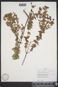 Hypericum myrtifolium image