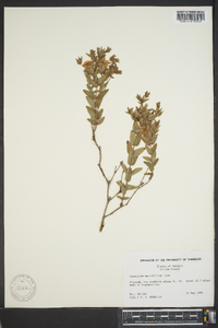 Hypericum myrtifolium image