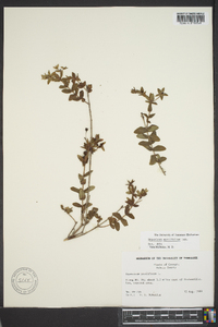 Hypericum myrtifolium image