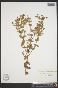 Hypericum myrtifolium image