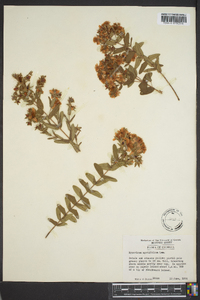 Hypericum myrtifolium image