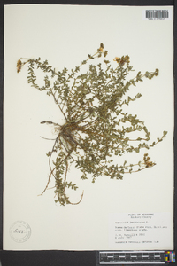 Hypericum perforatum image