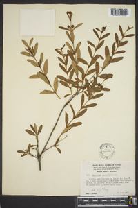 Hypericum prolificum image