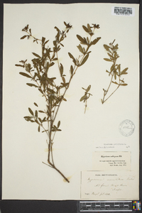 Hypericum prolificum image