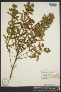 Hypericum prolificum image