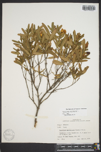 Hypericum prolificum image