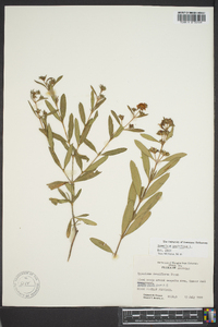 Hypericum prolificum image