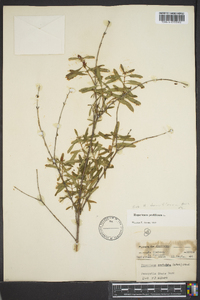 Hypericum prolificum image