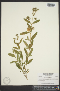 Hypericum prolificum image