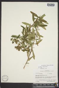 Hypericum prolificum image