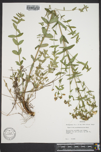 Hypericum pseudomaculatum image