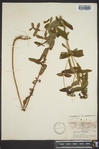 Hypericum punctatum var. pseudomaculatum image