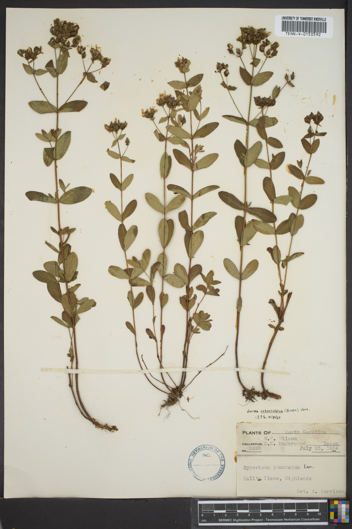 Hypericum punctatum var. pseudomaculatum image