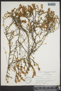 Hypericum reductum image