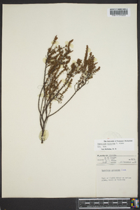 Hypericum reductum image