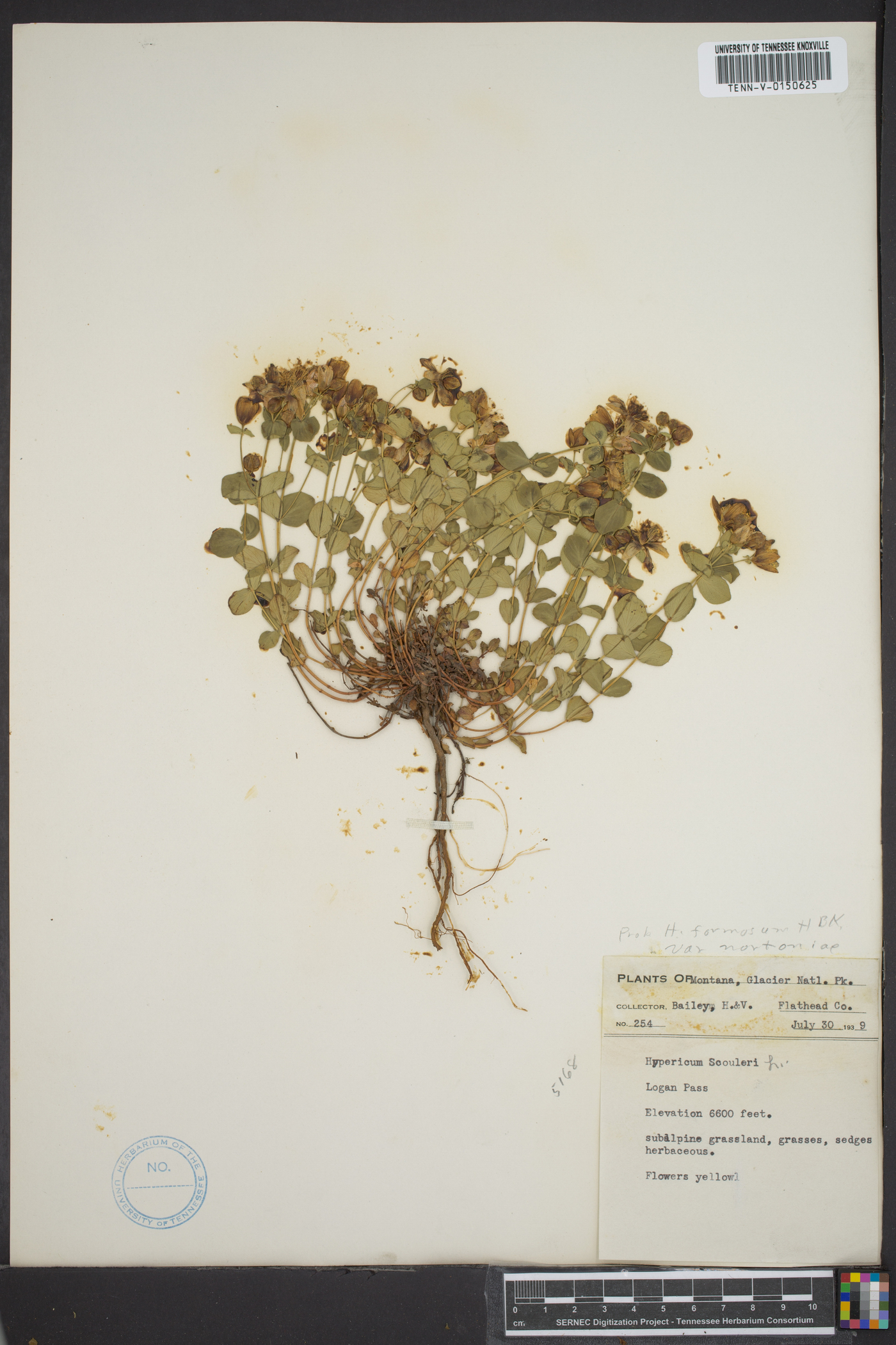 Hypericum scouleri subsp. nortoniae image