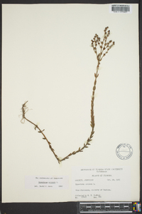 Hypericum scouleri image