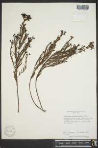 Hypericum sphaerocarpum image