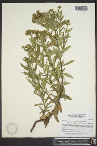 Hypericum sphaerocarpum image