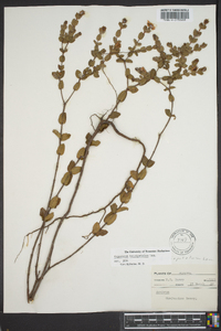 Hypericum tetrapetalum image