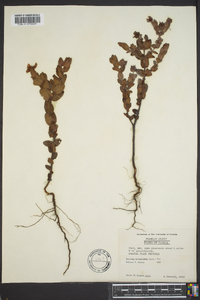 Hypericum tetrapetalum image