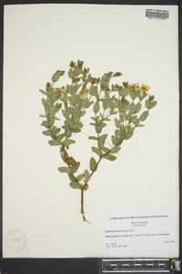 Hypericum tetrapetalum image