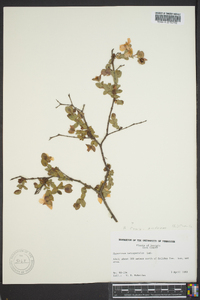 Hypericum tetrapetalum image