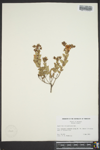 Hypericum tetrapetalum image