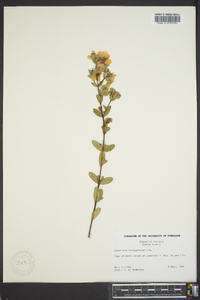 Hypericum tetrapetalum image