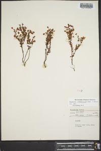 Hypericum suffruticosum image