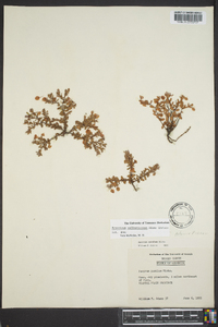 Hypericum suffruticosum image