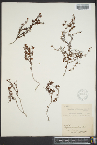 Hypericum suffruticosum image