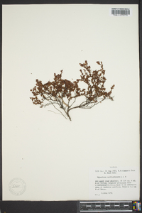 Hypericum suffruticosum image