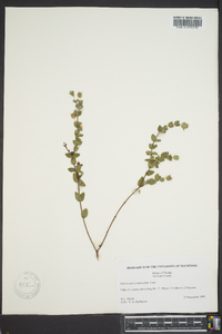 Hypericum tetrapetalum image