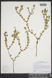 Hypericum tetrapetalum image