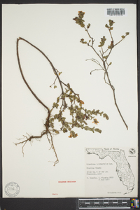 Hypericum tetrapetalum image