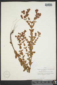 Hypericum tetrapetalum image