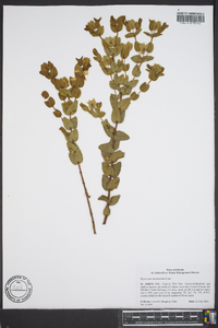 Hypericum tetrapetalum image