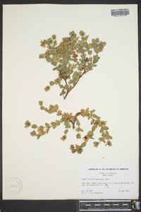 Hypericum tetrapetalum image