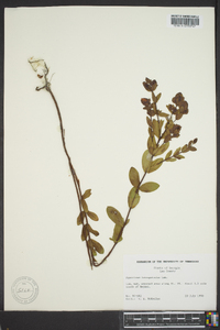 Hypericum tetrapetalum image