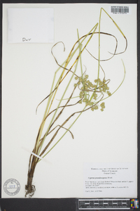 Cyperus pseudovegetus image