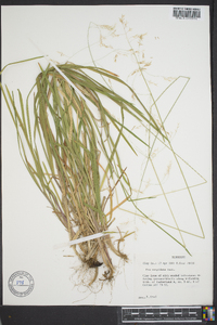 Poa cuspidata image