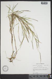 Muhlenbergia sobolifera image