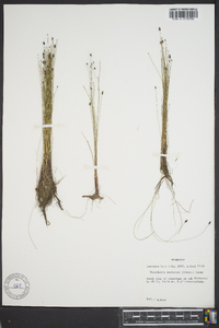 Eleocharis tenuis var. verrucosa image