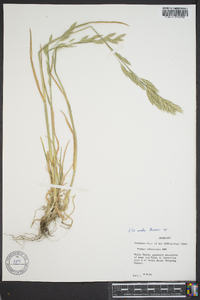 Bromus catharticus image