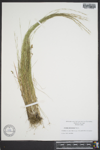 Aristida dichotoma image