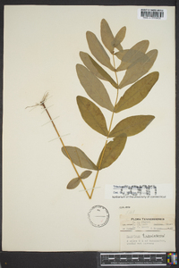 Triadenum tubulosum image