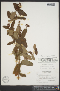 Triadenum virginicum image