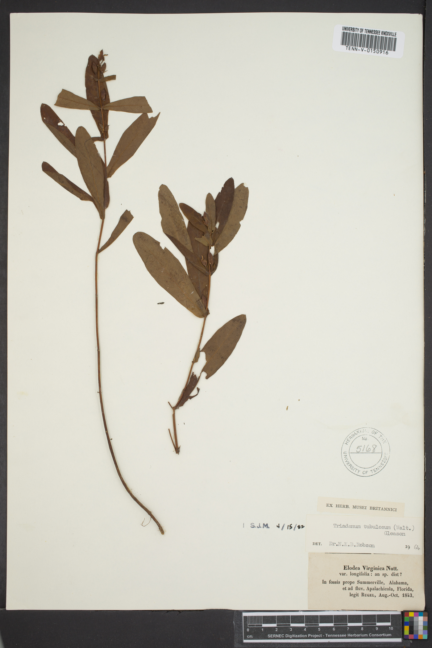 Triadenum tubulosum image