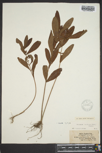 Triadenum tubulosum image